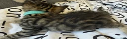 Bengal cats for sale: 🐾 Beautiful Bengal x Maine Coon Kittens 🐾 - Advert 23