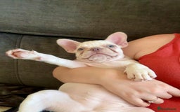 French Bulldog dogs for sale: READY NOW!! KC registered French bulldogs - Image 36