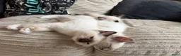 Ragdoll cats for sale: Beautiful Purebred Ragdoll Kittens Ready Now  - Advert 11
