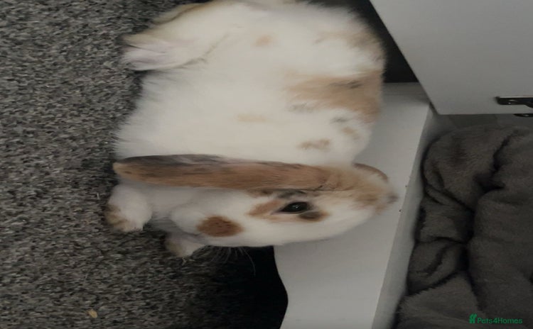 Mini Lop rabbits - Advert 10