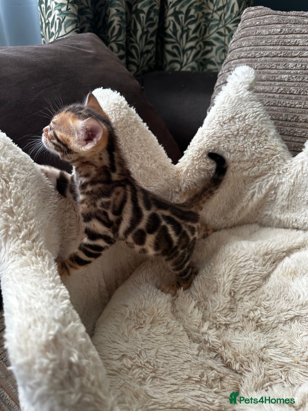 Bengal cats for sale: TICA registered bengal kittens available! - Advert 18