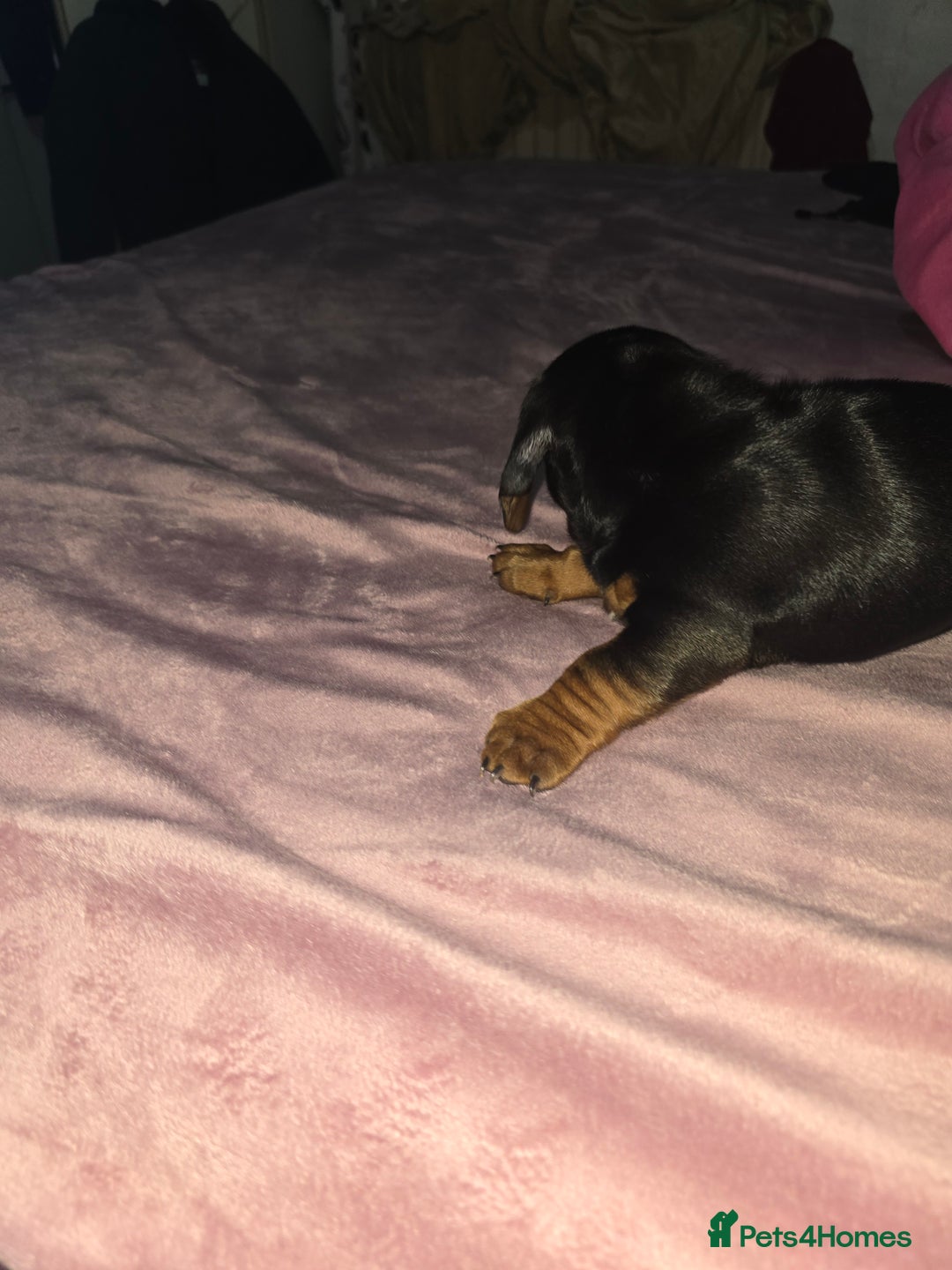 Miniature Dachshund dogs for sale: True to type kc dad home raised both parents here - Advert 5