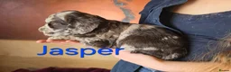 Labradoodle dogs for sale: Gorgeous Miniature Labradoodles - Advert 16
