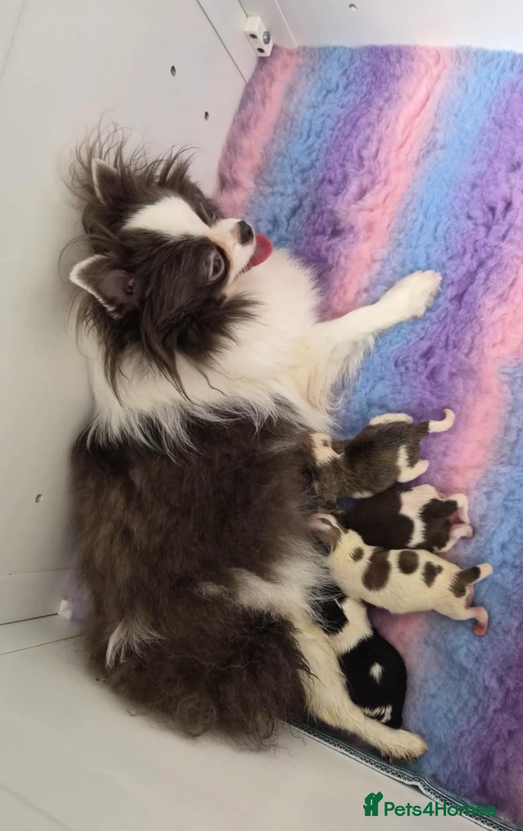 Pomeranian dogs for stud: Party Pom from famous chi tien lines  in Maesteg - Advert 8