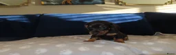 Miniature Dachshund dogs for sale: 4 boy’s beautiful miniature dachshund puppies  - Advert 21