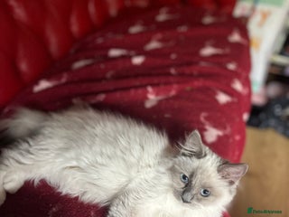 Ragdoll cats Gorgeous Tica ragdoll kittens ready now - Advert 1