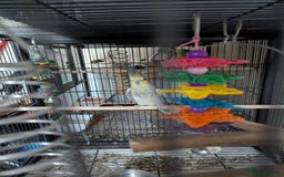 Cockatiels birds for sale: Cockateil and budgie with cage and accessories  - Image 5
