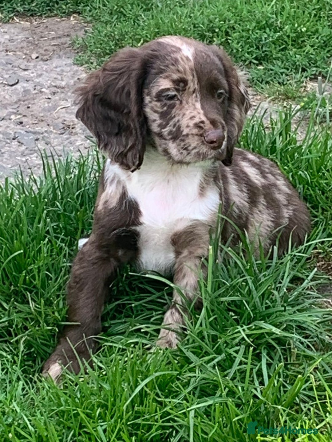Cocker Spaniel dogs for sale: ✨️ 🐾COCKER SPANIEL🐾✨️- ⚠️LITTER DUE DECEMBER ⚠️  - Advert 1