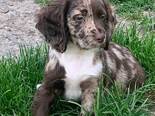 Cocker Spaniel dogs ✨️ 🐾COCKER SPANIEL🐾✨️- ⚠️LITTER DUE DECEMBER ⚠️ - Advert 10