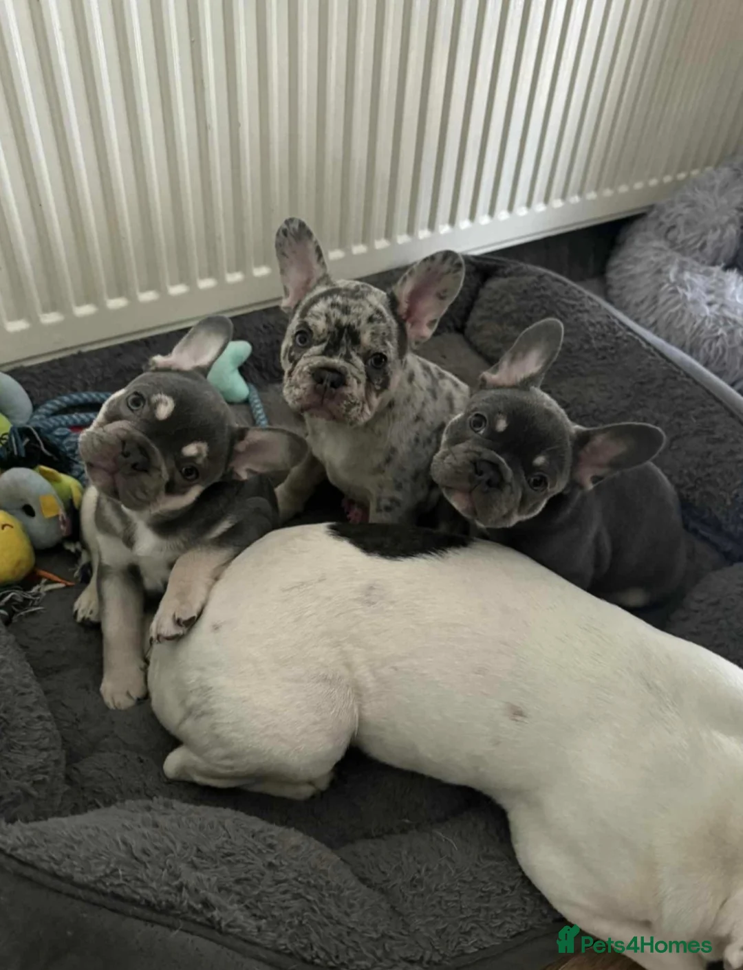 French Bulldog dogs for sale: 3 frechie puppies for sale  - Advert 2