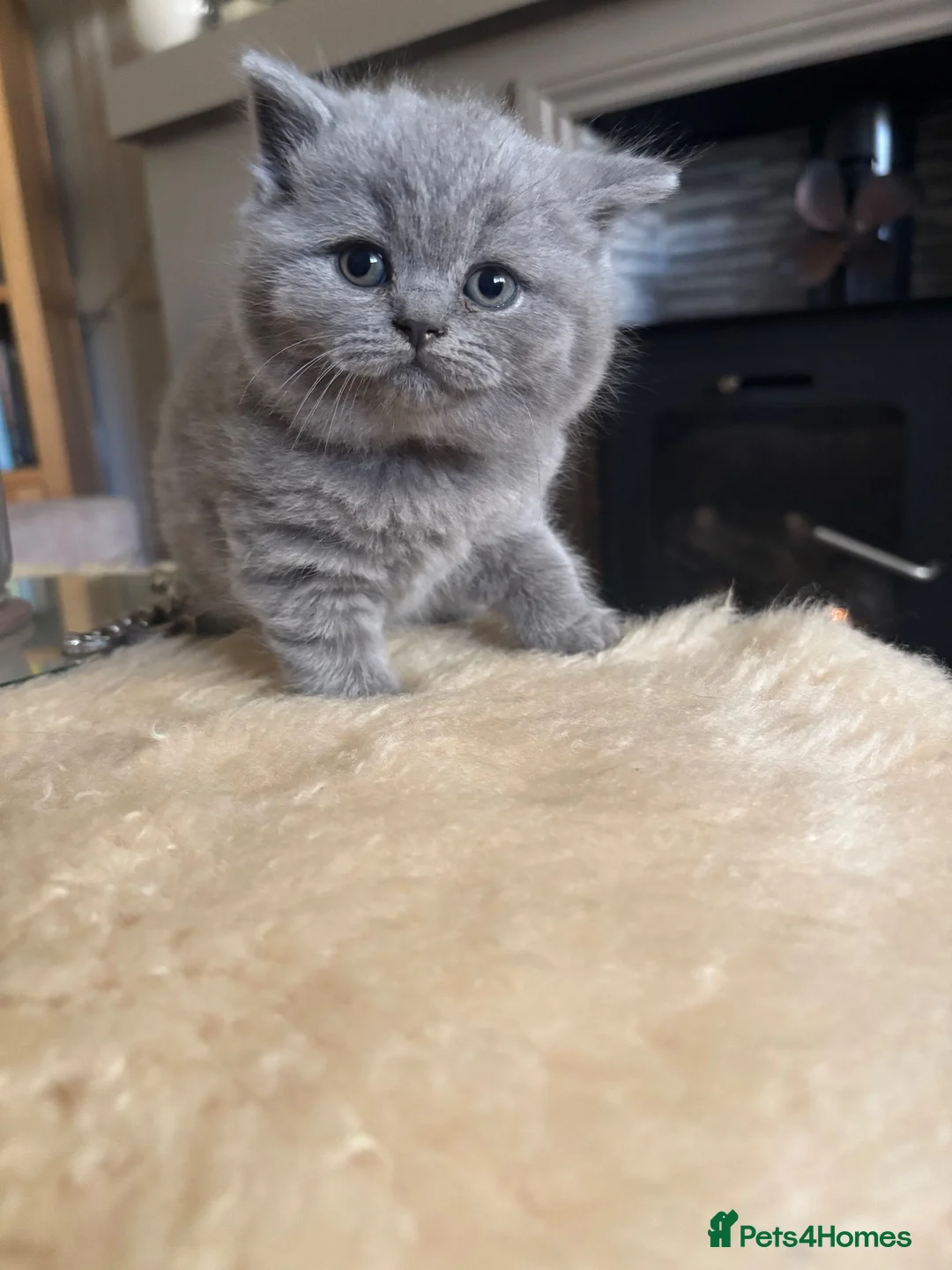 British Shorthair cats for sale: Stunning Gccf reg litter  - Advert 15