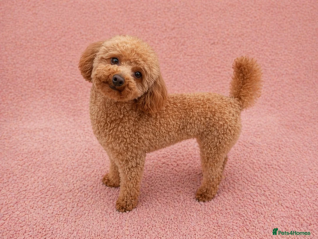Toy Poodle dogs for stud: 🌹 RED TOY POODLE 9 INCH 2.8 KG HEALTH TESTED 🌹 - Advert 2