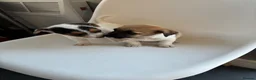 Jack Russell dogs for sale: Jack russel puppy  - Advert 3