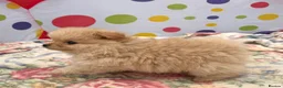 Pomeranian dogs for sale: Beautiful Pomeranian puppies 🐶  - Advert 7