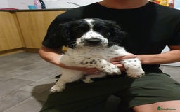 Cocker Spaniel dogs for sale: Blue roan cocker spaniel puppies. - Image 5