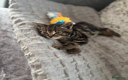 American Shorthair cats for sale: Tabby Kitten  - Image 32