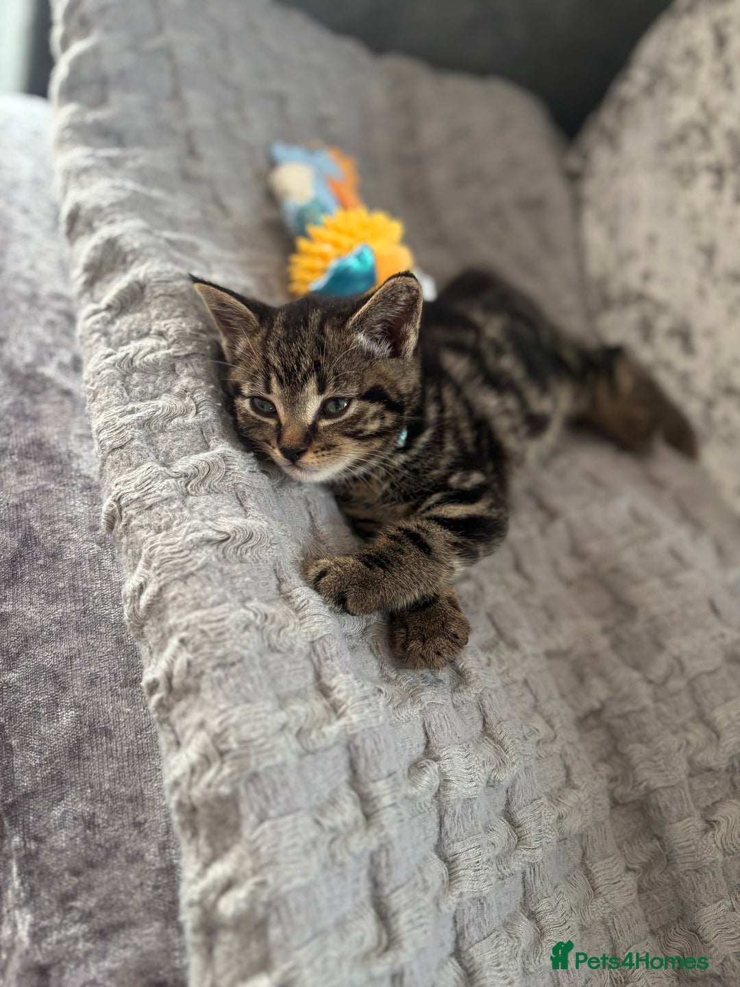 American Shorthair cats for sale: Tabby Kitten  - Image 32