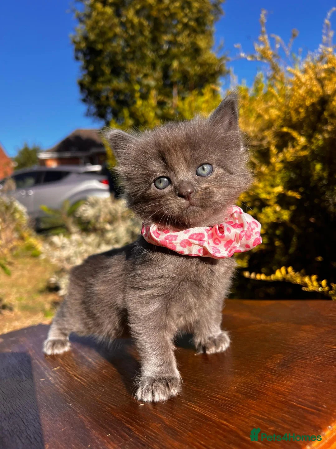 Mixed Breed cats for sale: 🐾💙 Grey Kittens Seeking Loving Homes! 🏡💙 - Advert 2