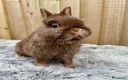 Netherland Dwarf rabbits for sale: Netherland Dwarf Rabbits  - Image 4