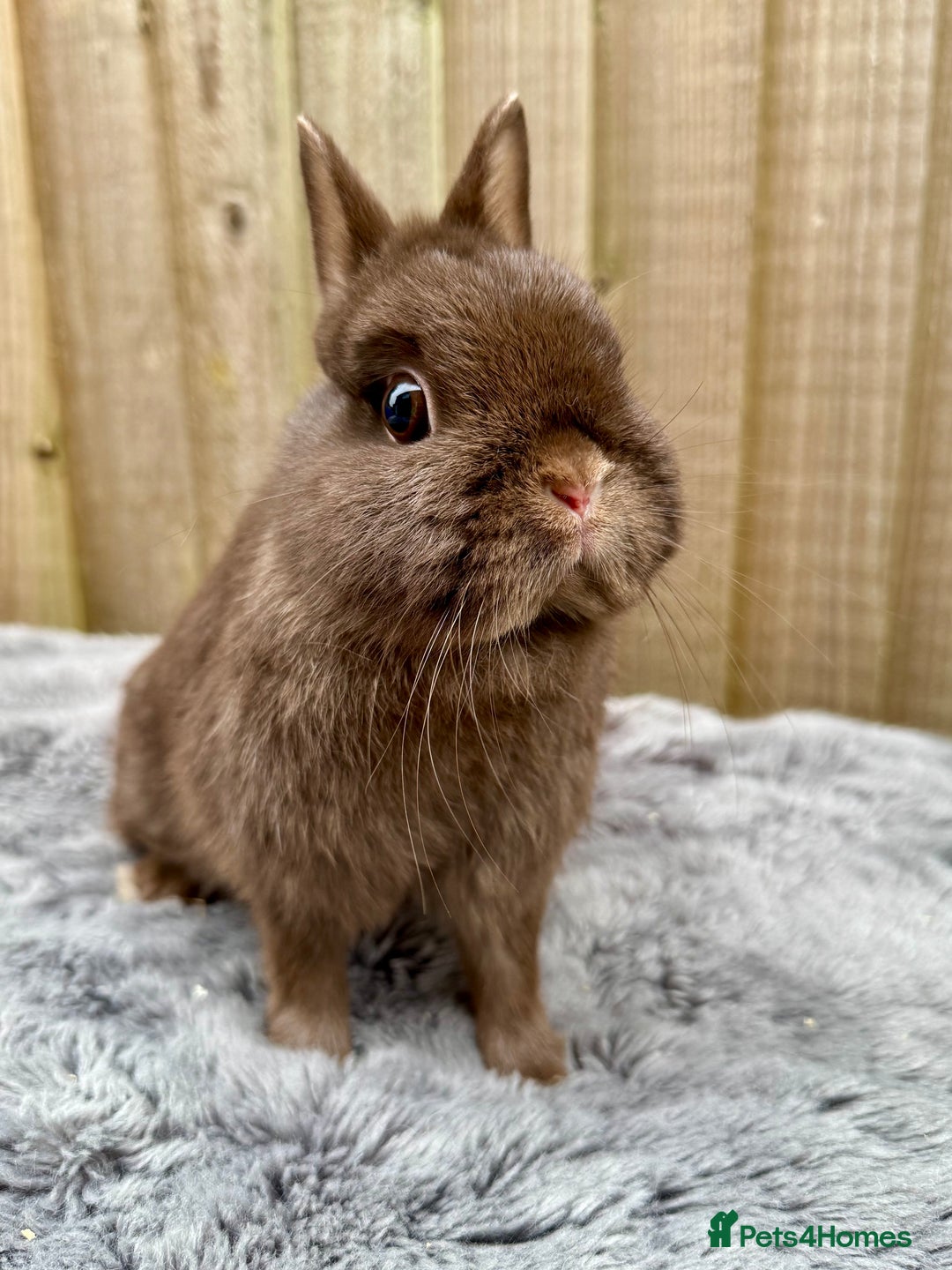 Netherland Dwarf rabbits for sale: Netherland Dwarf Rabbits  - Image 4