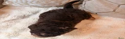Labradoodle dogs for sale: ** RARE CHOC-PHANTOM & MERLE F2 LABRADOODLES ** - Advert 8