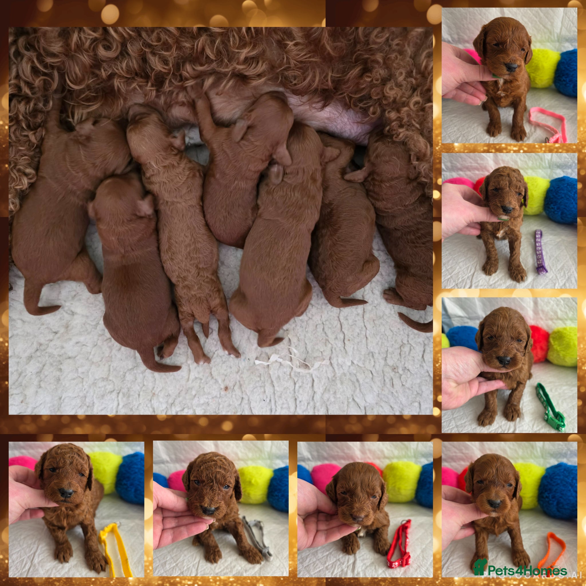 Goldendoodle dogs 👑Finest Quality Deep Red Doodles Toy/Min Bred 👑  - Advert 1
