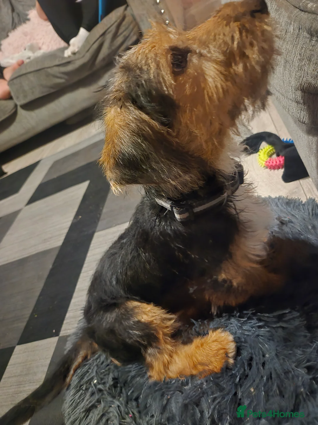 Jackapoo dogs for sale: Beautiful Jackapoo 4 month old male - Advert 4