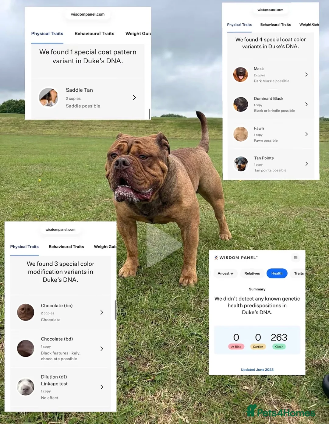 Olde English Bulldogge dogs for stud: Bigdawg “Ch Duke “ ⭐️For Stud⭐️ - Advert 2