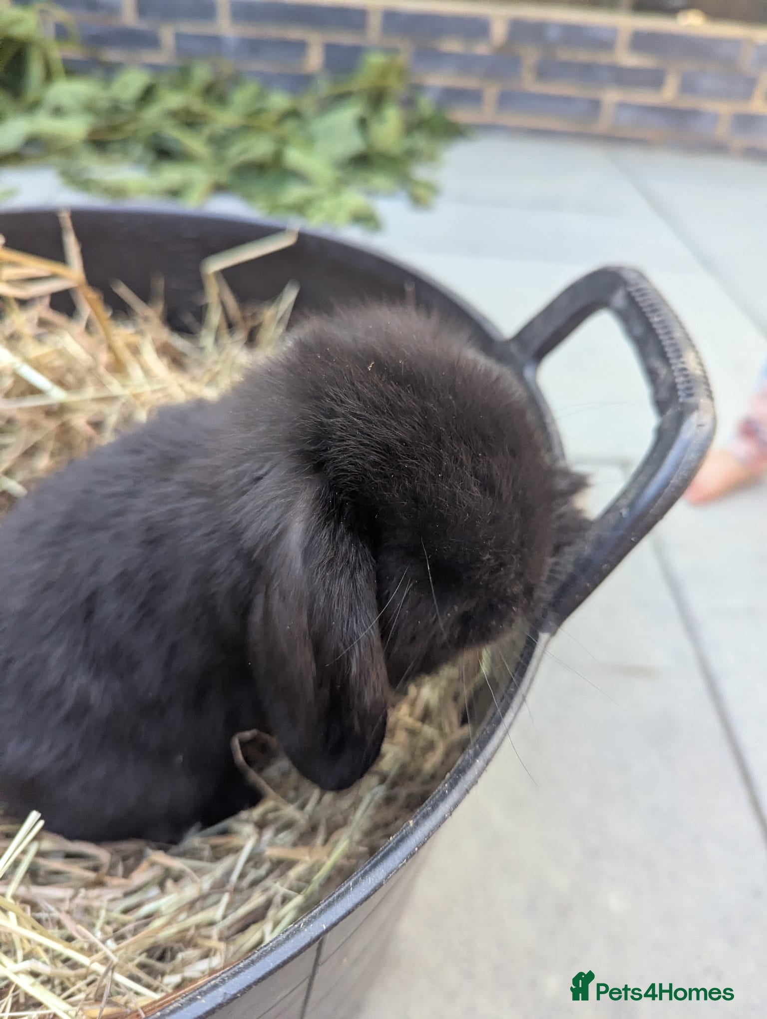 Mini Lop rabbits Beautiful Mini Lops - Advert 1