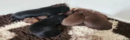 Miniature Dachshund dogs for sale: Stunning KC Registered Longhaired Mini Dachshunds - Advert 7