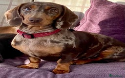 Dachshund dogs for sale: Miniature Smooth Haired Dachshund - Advert 1