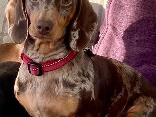 Dachshund dogs Miniature Smooth Haired Dachshund - Advert 1