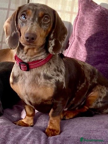 Dachshund dogs Miniature Smooth Haired Dachshund - Advert 1