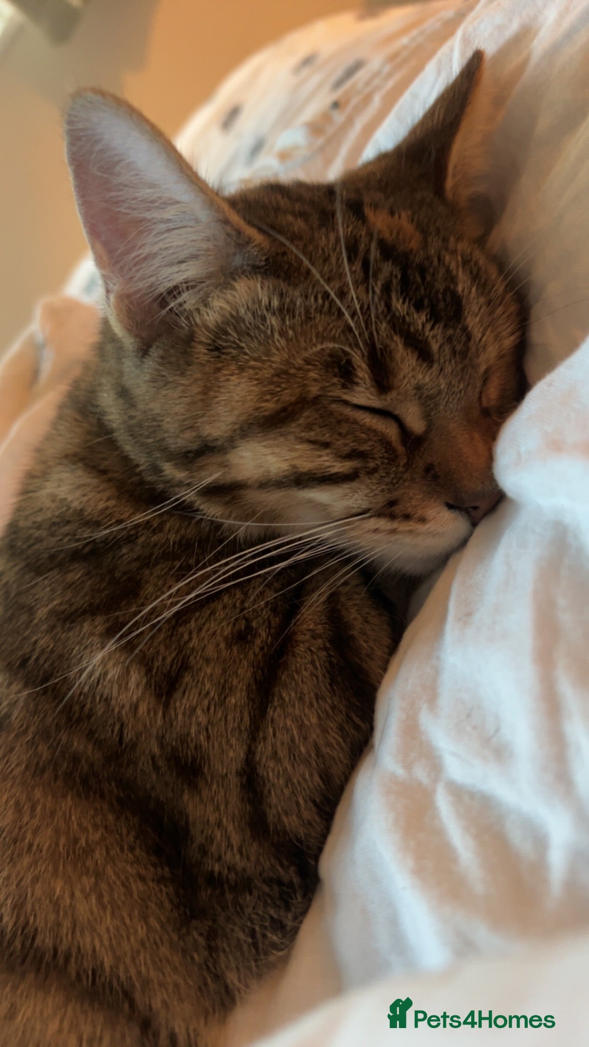 Mixed Breed cats Female mixed Bengal cat  - Advert 2