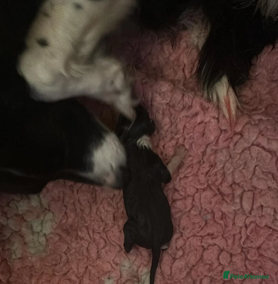 Border Collie dogs for sale: Beautiful border collie puppies - Advert 4