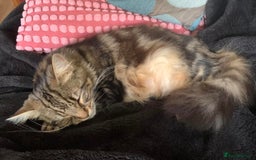 British Longhair cats for sale: Domestic long hair female cat - Image 2