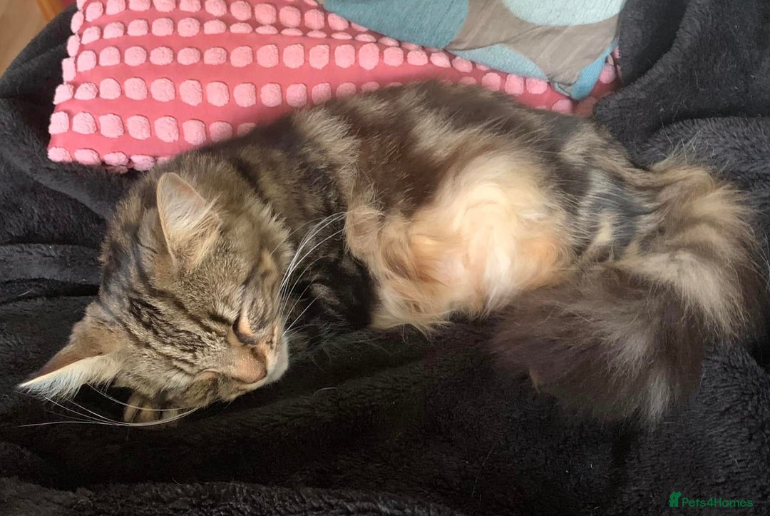 British Longhair cats for sale: Domestic long hair female cat - Image 2