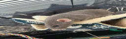 Rat rodents for sale: Two rats for sale!! Cage and accessories included  in Blakeney - Advert 4