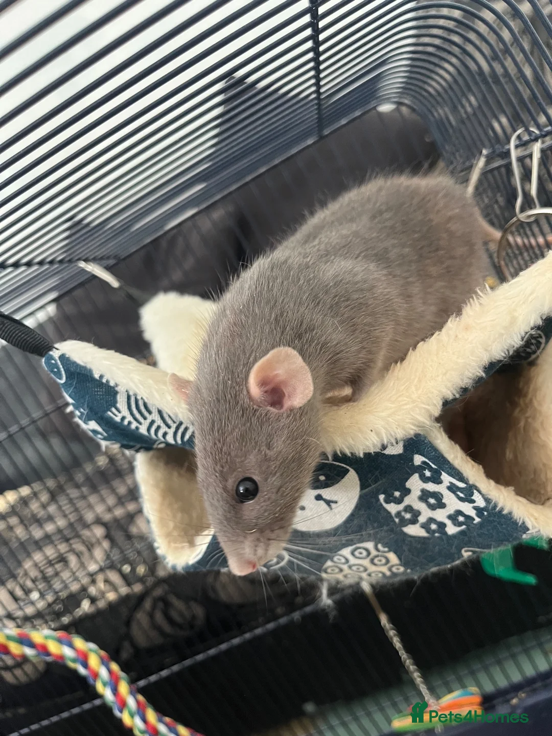 Rat rodents for sale: Two rats for sale!! Cage and accessories included  in Blakeney - Advert 4