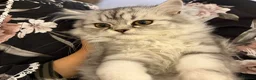 Persian cats for sale: Persian kittens  - Advert 4