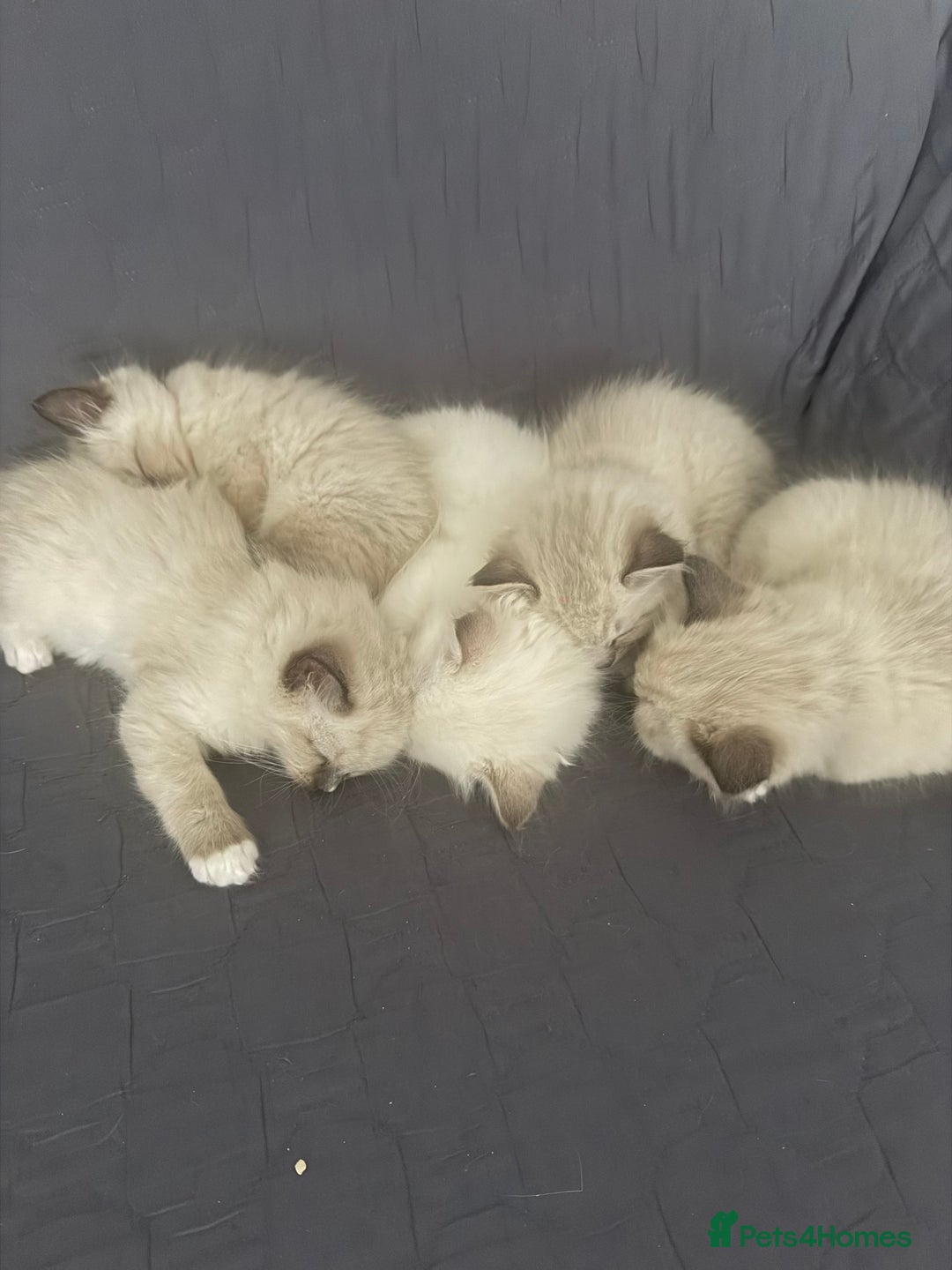 Ragdoll cats for sale: Ragdoll one boy and one girl left - Advert 2
