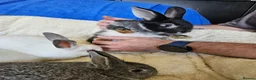 Californian rabbits for sale: Californian mix boys and girls - Advert 6