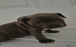 Staffordshire Bull Terrier dogs for sale: Blue Staffs £1,100 Deposit is £245 - Image 12