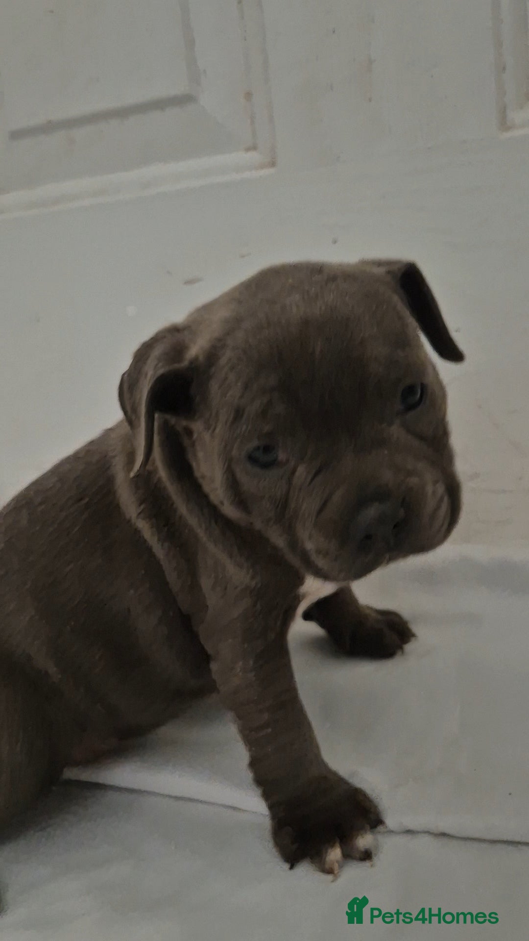 Staffordshire Bull Terrier dogs for sale: Blue Staffs £1,100 Deposit is £245 - Image 12