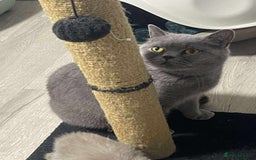British Shorthair cats for sale: Blue BSH Girls for looking for a loving home - Advert 2