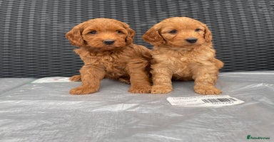 Cockapoo dogs - Advert 5