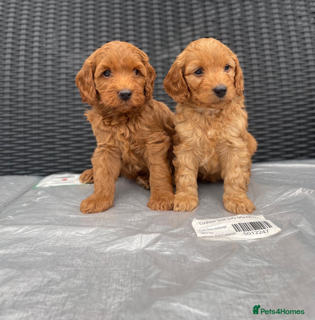Cockapoo dogs for sale: Beautiful f1 cockapoos ready now - Image 2