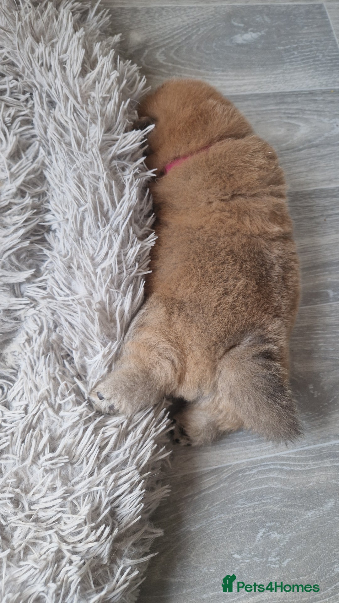 Chow Chow dogs for sale: Chow chow puppies - Image 20