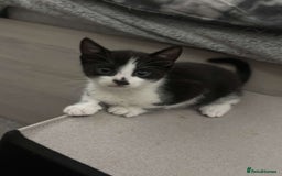 Mixed Breed cats for sale: 4 Lovely kittens  - Image 6