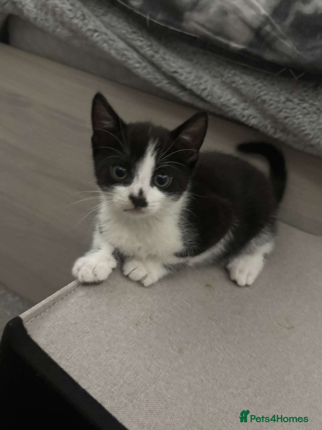 Mixed Breed cats for sale: 4 Lovely kittens  - Image 6